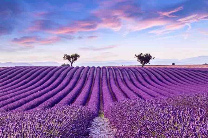 Lavender_Fields_in_Provence